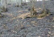 GALERIE FOTO/VIDEO: Incendiu pe Valea Drăguiesei din Vișeu de Jos, dar și în Poienile de Sub Munte și Bocicoel