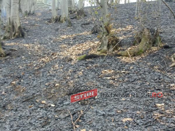 57181923_271750407098576_6003497405083811840_n