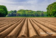 LA MILA NOASTRĂ: Fermierii germani cer permis de trecere pentru muncitorii români. Nemții, îngrijorați că nu mai are cine să le culeagă roadele