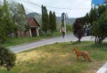 VIDEO – FLAGRANT: O vulpe a fost filmată în timp ce traversa ilegal DN1C cu o găină în gură