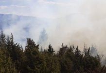 EXCLUSIV VIDEO: INFERN LA POIENILE DE SUB MUNTE – Pădure de brad cuprinsă de foc, ziua s-a transformat în noapte