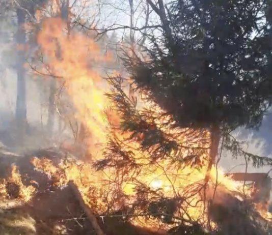 VIDEO – Incendii violente de pădure în întreg județul Maramureș