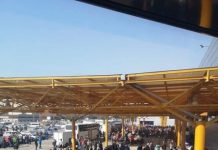 INCAPABILI: ”Mutu” de la Cotroceni a știut, dar a tăcut, Mandolină latră în pustiu