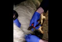 FOTO, VIDEO: Câine salvat de Alin și George, doi polițiști din Maramureș