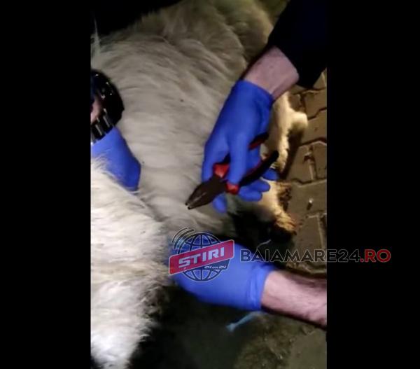 caine salvat de politisti