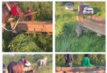 FLAGRANT VIDEO/FOTO EXCLUSIV: Agricultorii din Șomcuta Mare, în pragul disperării! Rromii le fură trifoiul, iar la iarnă animalele lor vor muri de foame