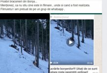 VIDEO – SUSPECȚII AR FI BORȘENI: Imagini şocante cu doi cerbi care agonizează după ce-au fost împuşcaţi. Braconierul admite masacrul: „Stăteau prea fain, dă-i în p**a mea!“