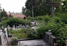 FOTO EXCLUSIV: DIN CAUZA PANDEMIEI – Cimitirul Dealul Florilor din Baia Mare arată ca o junglă