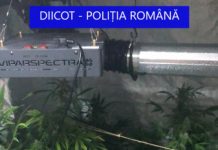 GALERIE FOTO: Polițist de frontieră din Sighet – cultivator și traficant de droguri. A încercat să fugă de mascați, sărind pe geamul apartamentului