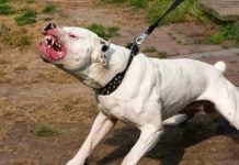 EXCLUSIV PRIBILEȘTI: Femeie atacată și sfâșiată de un câine periculos. A ajuns la spital pe secția Chirurgie Plastică