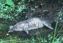 PRELUARE DIRECTMM.RO: Mistreț mort pe Valea Chiuzbăii. Polițiștii îi caută pe braconieri (GALERIE FOTO)