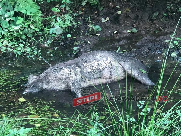 mistret vanat 26 iul 20 2