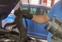 VIDEO: Pisoi salvat din motorul unei mașini. A fost botezat Merlin