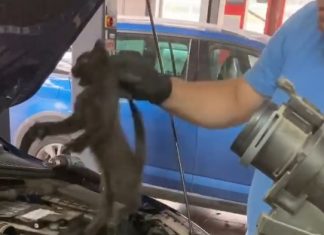 VIDEO: Pisoi salvat din motorul unei mașini. A fost botezat Merlin