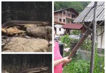 EXCLUSIV VIDEO: REPEDEA – De frică au ucis cu furca un șarpe inofensiv lung de peste 2 metri. Este ocrotit de lege în România