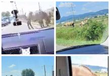 EXCLUSIV VIDEO: CA-N JUNGLĂ – Șoseaua de centură a municipiului Baia Mare este un adevărat pericol pentru șofer
