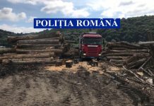 GATERELE DIN LEORDINA ȘI ROMÂNEȘTI ÎN VIZORUL POLIȚIEI: Sute de metri cubi de lemn confiscate și amenzi de 40.000 lei