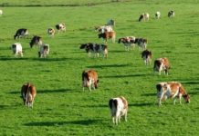 FOTO DOCUMENT: Conflict de interese și sute de hectare de pășune concesionate de un candidat pentru funcția de primar la Vișeul de Sus