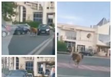 FOTO, VIDEO: TĂURAŞ LA PLIMBARE ÎN ZONA MARA DIN BAIA MARE