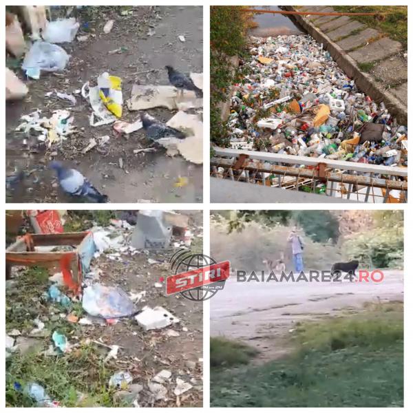 121334000_3750297291728073_5457295323431005997_n