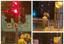 IMAGINI HALUCINANTE: Pe un cal alb veneau doi prinți călare… la mall în Baia Mare (VIDEO)