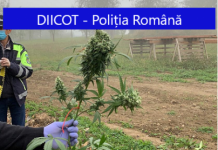 PERCHEZIȚII LA ȘURDEȘTI: Creșteau cannabis în loc de porumb pe un câmp din ȘURDEȘTI (FOTO)