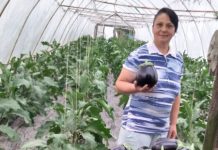 VIDEO: LĂPUȘEL – Micii producători sunt condamnați la moarte de Guvernul liberal al României