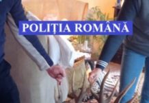 VIŞEU DE SUS / FOTO – percheziţii la domiciliile a patru persoane bănuite de infracţiuni de braconaj