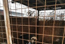 FOTO/VIDEO – Lagăr public de exterminare a câinilor comunitari la Târgu Lăpuș (ACTUALIZARE)