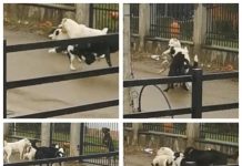 FOTO/VIDEO EXCLUSIV: Băimărenii sunt îngroziți – ”Lupte de stradă” între haitele de maidanezi din oraș