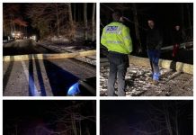 FOTO EXCLUSIV, VIDEO: DN18 în pasul Gutâi a fost blocat după ce un copac a căzut pe șosea sub greutatea zăpezii