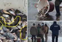 FOTO – AJVPS Maramureș și-a dat cu stângu-n dreptul: Râul Someș, populat cu somn pitic, un pește dăunător pentru fauna acvatică! Pescarii amenință cu proteste și solicită demiterea vinovaților