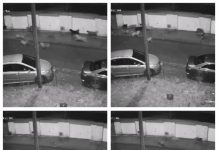 VIDEO EXCLUSIV: Haitele de maidanezi au pus stăpânire pe municipiul Baia Mare. Un băimărean a scăpat ca prin ”urechile acului” de atacul patrupedelor ”în călduri”