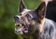 ÎNTREBARE-ÎNTREBĂTOARE: IPJ MARAMUREȘ VA INDISPONIBILIZA POLIȚIȘTI ȘI VA ANGAJA CÂINI