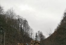 FOTO: Un camion din Maramureș încărcat cu lemne depășește, pe linie continuă și în curbă, pe un altul