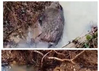 FOTO/VIDEO EXCLUSIV: Porci mistreți morți pe Valea Stejerei din Stejera