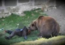 OAMENI ATACAȚI: Bărbatul sfâșiat de urs la Remeți, iar în Baia Mare, un bărbat a fost mușcat de câine