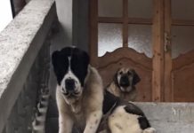 FOTO/VIDEO: Câine dispărut/furat din localitatea Rus. Câinele a fost adus și lăsat în curte (actualizare)