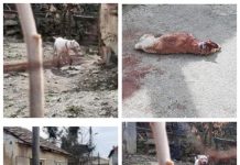 EXCLUSIV – IMAGINI HORROR ÎN BAIA SPRIE: CÂINE SFÂȘIAT DE UN PITBULL ”SCĂPAT” DINTR-O CURTE. POLIȚIA ANIMALELOR DOARME? (actualizare)