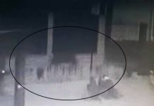 VIDEO EXCLUSIV: Ursul a umblat nestingherit prin curțile oamenilor din BUȘAG