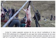 EXCLUSIV IPJ Maramureș: VALEA IZEI – Dosar penal în cazul unei partide de vânătoare la finalul căreia s-ar fi jupuit și eviscerat mistreții împușcați la fața locului