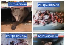 EXCLUSIV FOTO/VIDEO BORȘA: Percheziții – Mascații caută pui de urși ținuți captivi