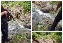 EXCLUSIV FOTO/VIDEO: Atacul urşilor continuă la Repedea. Taur ucis la o stână de pe Valea Repezii