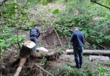 INTERVENŢIE LA BORŞA / ACTUALIZARE: Bărbat decedat după ce un arbore a căzut peste el – FOTO, VIDEO