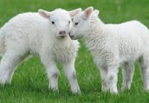 Prețul cărnii de miel a explodat. Cât vom scoate din buzunar pentru un kilogram
