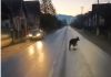 Urs filmat în timp ce alerga pe şosea la Moisei – VIDEO