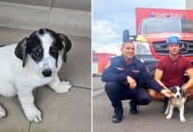 Aqua, căţelul salvat din râul Săsar, a fost adoptat