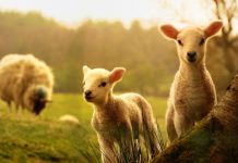 Cât va costa carnea de miel în acest an